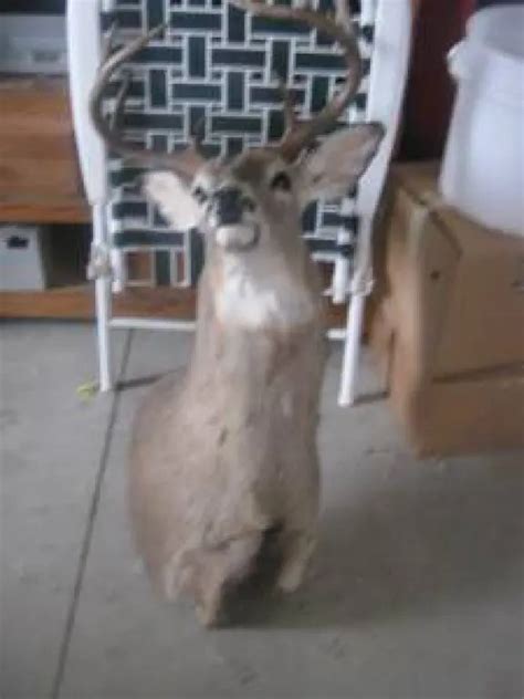 red deer craigs|leo list red deer classifieds.